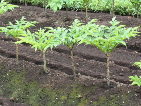 Amorphophallus rivieri