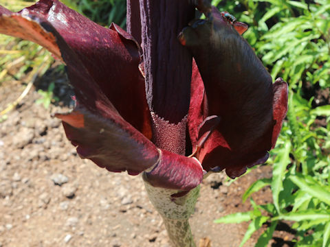 Amorphophallus rivieri