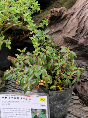 Tashiroea okinawensis