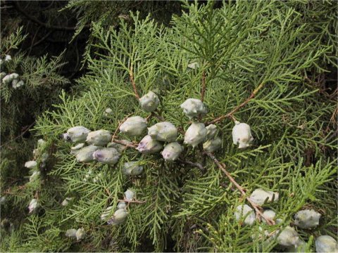 Thuja orientalis