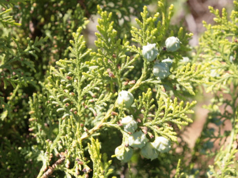 Thuja orientalis