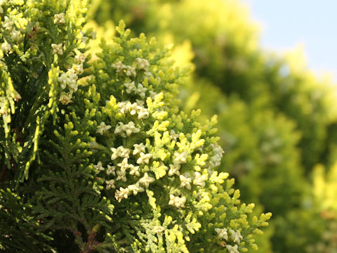 Thuja orientalis