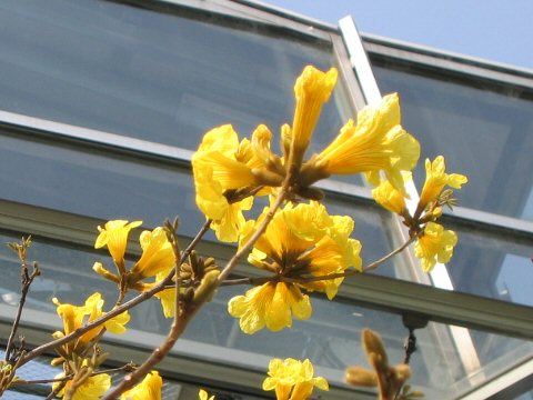 Tabebuia chrysotricha