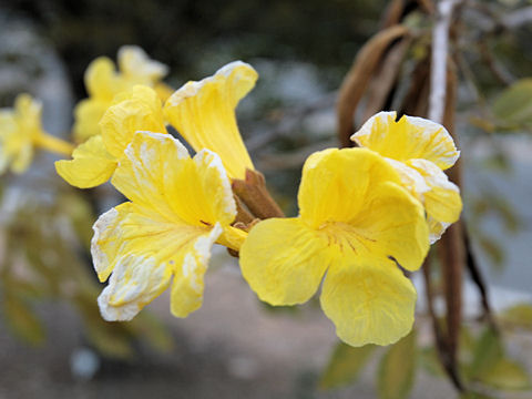 Tabebuia chrysotricha