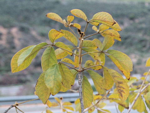 Tabebuia chrysotricha