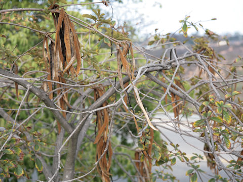 Tabebuia chrysotricha