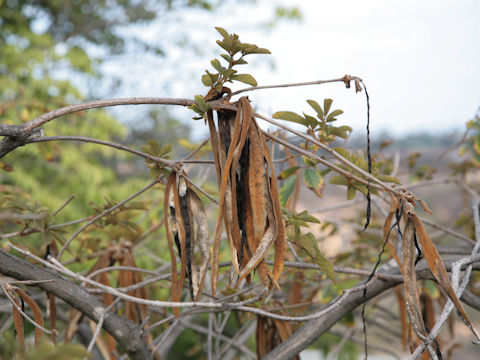 Tabebuia chrysotricha