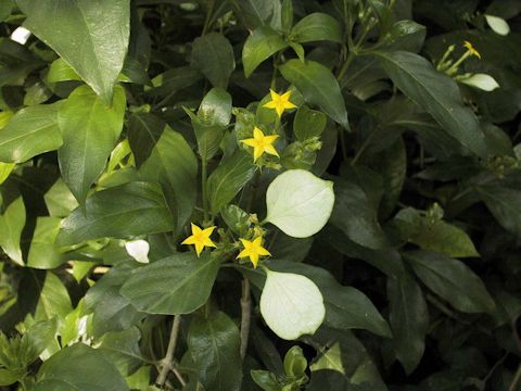 Mussaenda parviflora