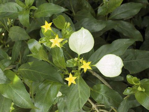 Mussaenda parviflora