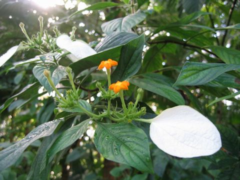 Mussaenda parviflora