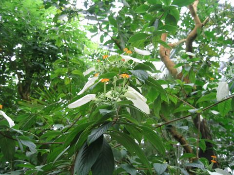 Mussaenda parviflora