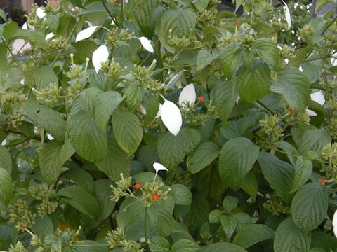 Mussaenda parviflora