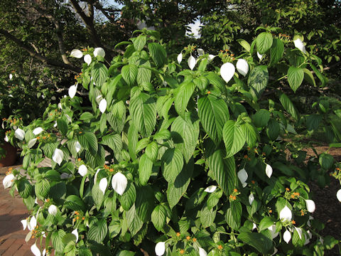 Mussaenda parviflora