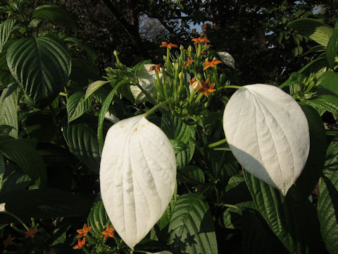 Mussaenda parviflora