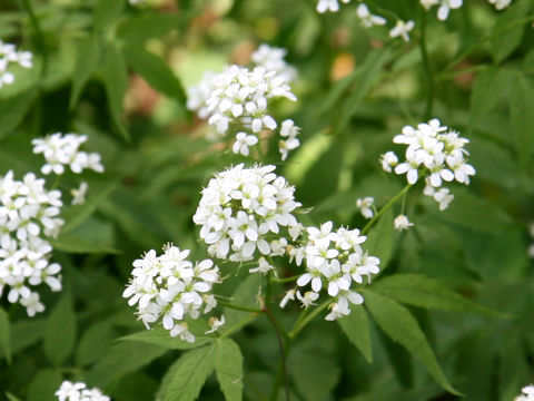 Cardamine leucantha