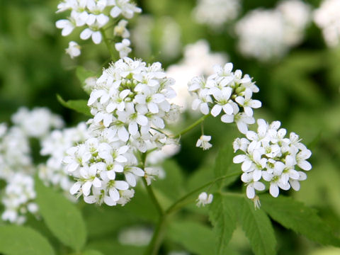 Cardamine leucantha