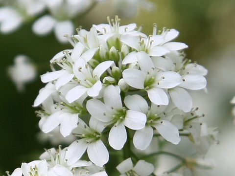 Cardamine leucantha