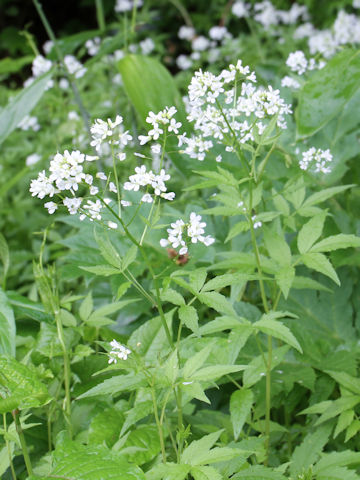 Cardamine leucantha