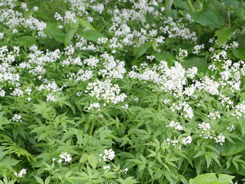 Cardamine leucantha