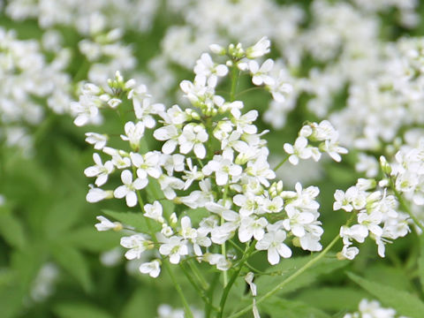 Cardamine leucantha