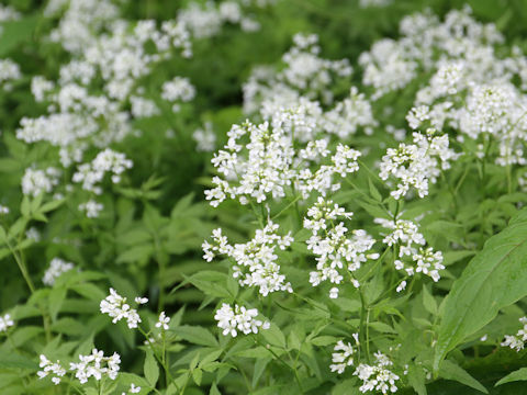 Cardamine leucantha