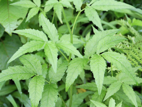 Cardamine leucantha