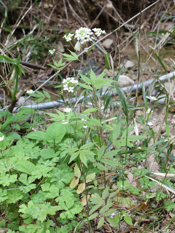 Cardamine leucantha