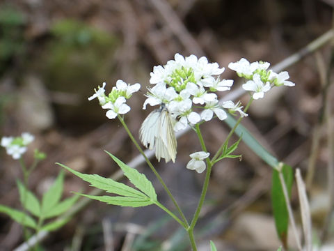 Cardamine leucantha