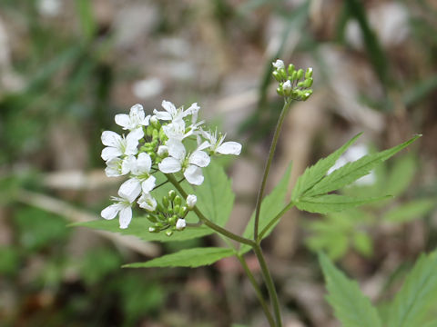 Cardamine leucantha