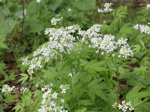 Cardamine leucantha