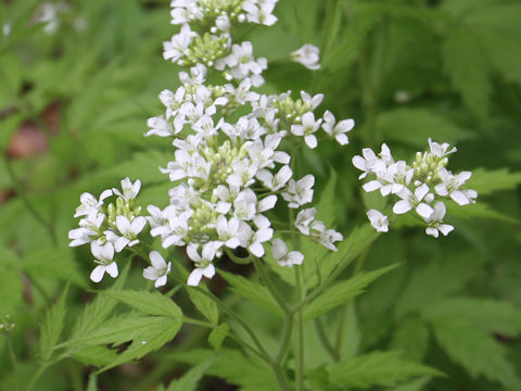 Cardamine leucantha