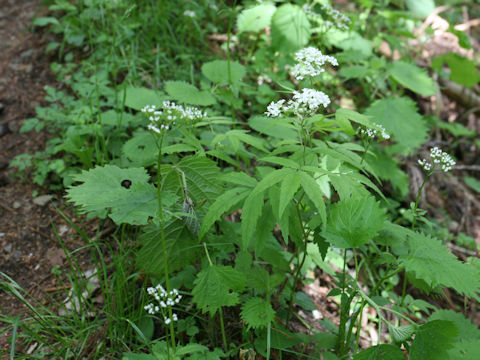 Cardamine leucantha