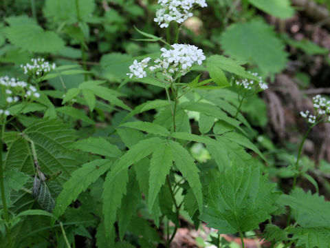 Cardamine leucantha