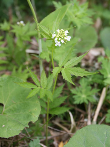 Cardamine leucantha