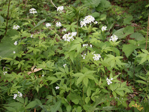 Cardamine leucantha