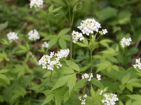 Cardamine leucantha