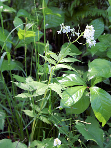 Cardamine leucantha