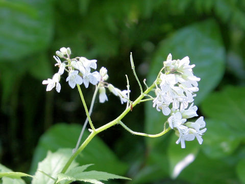 Cardamine leucantha