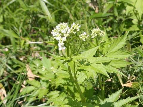 Cardamine leucantha