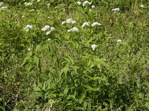 Cardamine leucantha