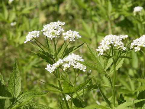 Cardamine leucantha