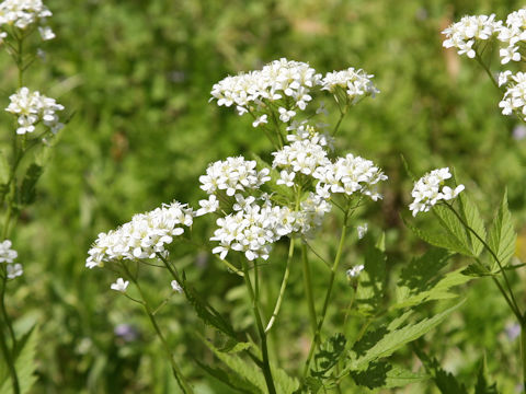 Cardamine leucantha