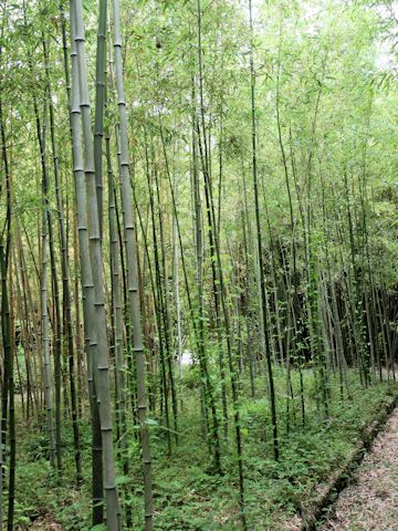 Phyllostachys bambusoides f. subvariegata