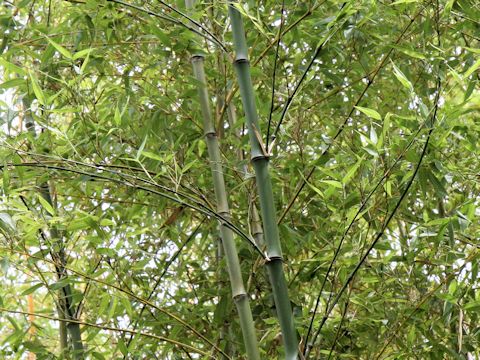 Phyllostachys bambusoides f. subvariegata