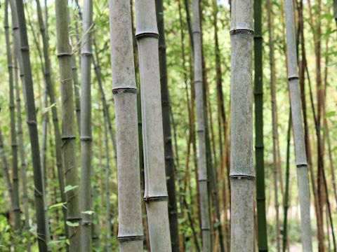 Phyllostachys bambusoides f. subvariegata