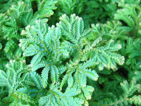 Selaginella unicinata