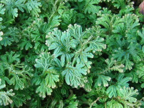 Selaginella unicinata