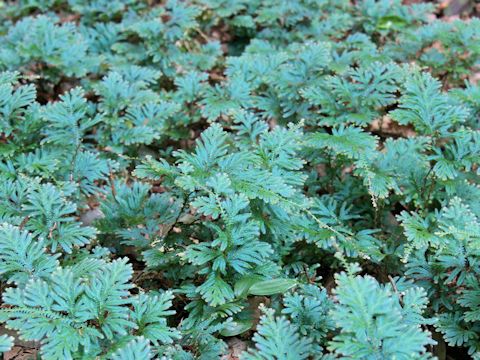 Selaginella unicinata