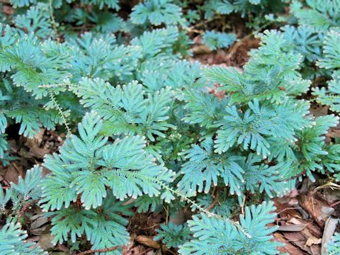 Selaginella unicinata