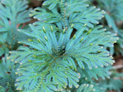 Selaginella unicinata